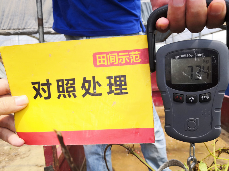对照田称重_副本.jpg