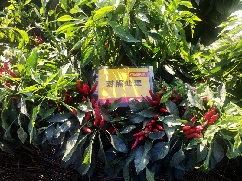 9月12日对照朝天椒嫩头多，椒果不均匀_副本.jpg